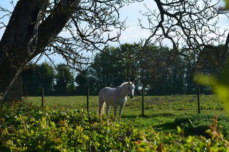 Saint-Pol-sur-Ternoise La Ferme Du Bois Quesnoy Bed & Breakfast エクステリア 写真